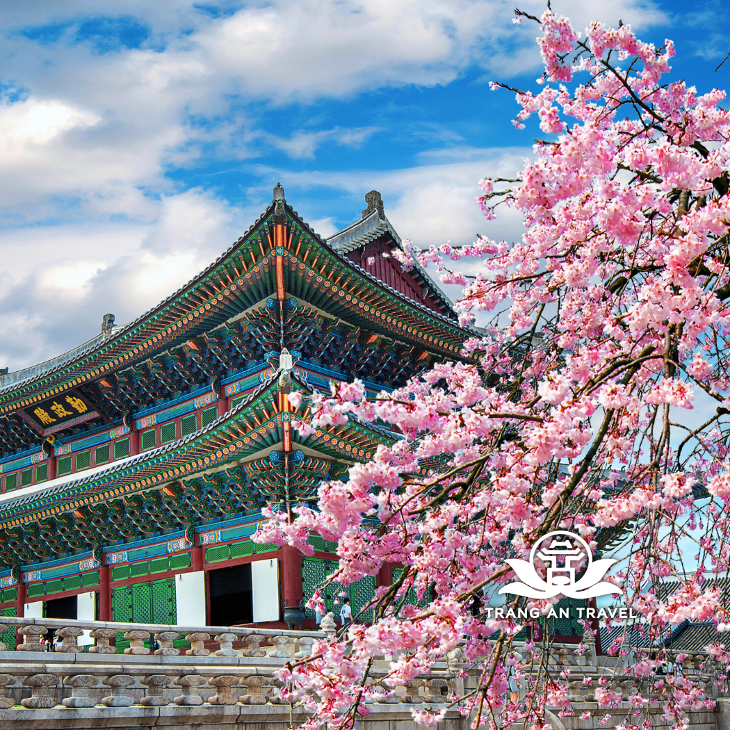 Tour Hàn Quốc Mùa Hoa Anh Đào: Seoul – Nami – Seoul Land – Yeouido 5 Ngày 4 Đêm Bay Vietnam Airlines