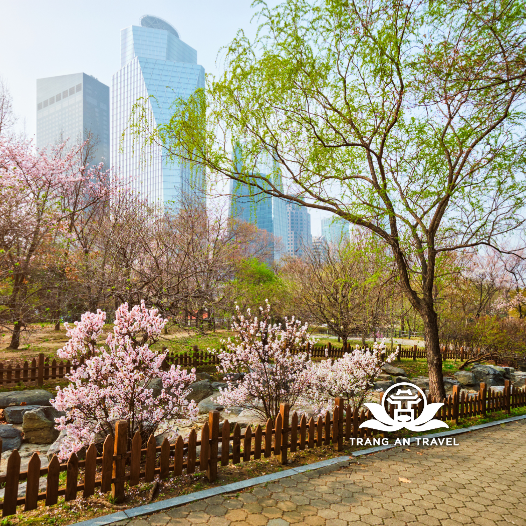 Tour Hàn Quốc Mùa Hoa Anh Đào: Seoul – Nami – Seoul Land – Yeouido 5n4d Bay Vietnam Airlines Đi Sáng Về Trưa