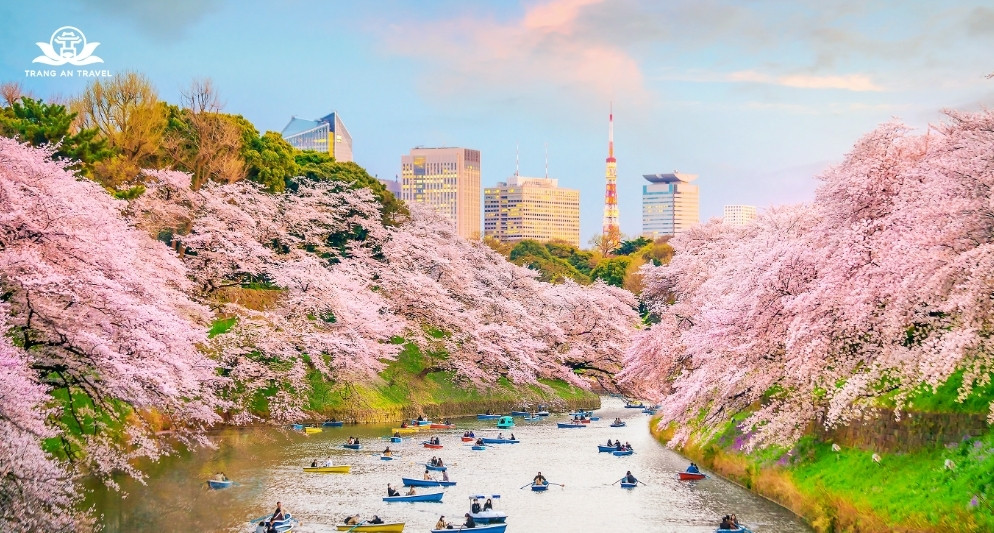 5 điểm ngắm hoa anh đào ngay trung tâm Tokyo