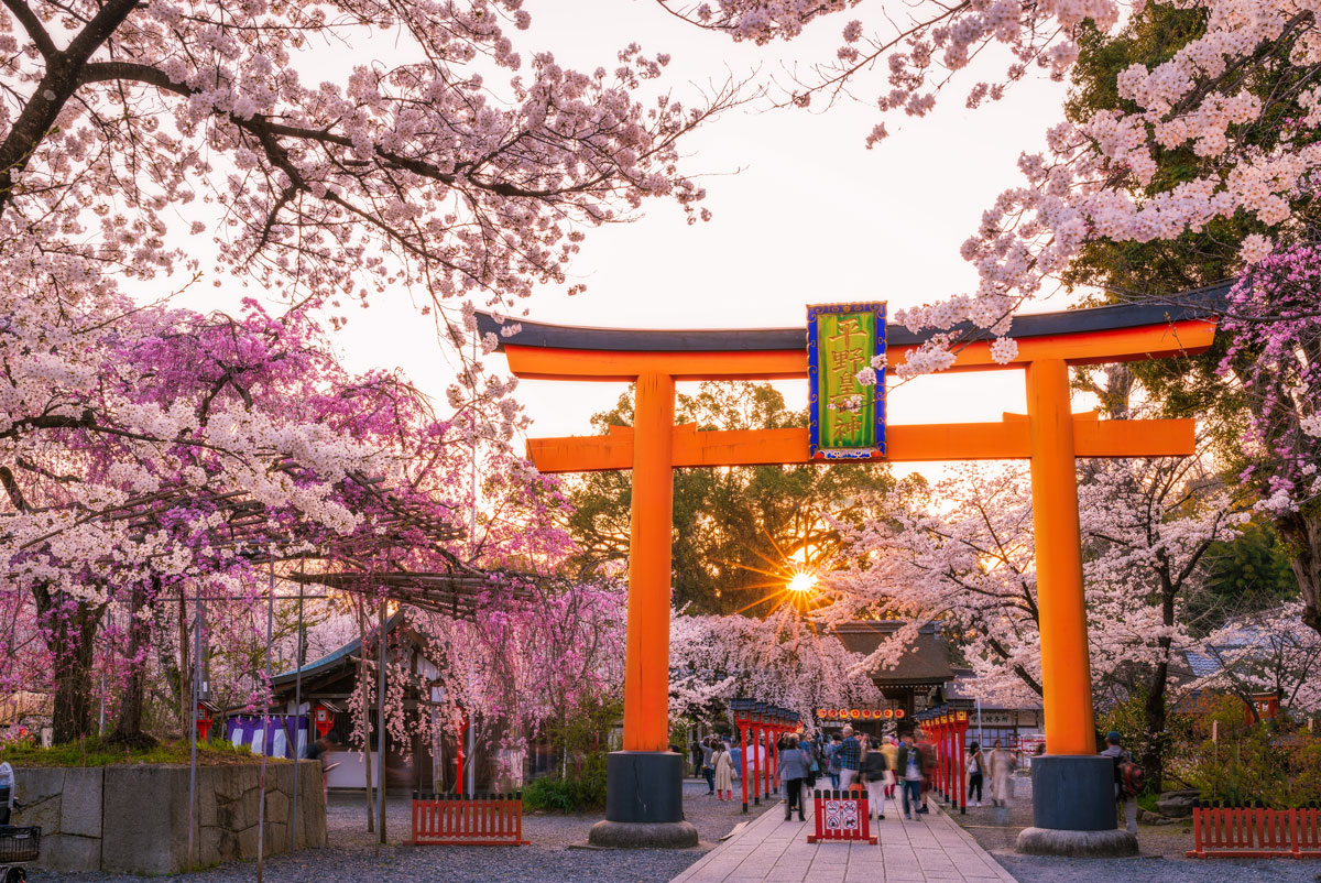 Đi Kyoto mùa xuân, ngắm hoa anh đào ở đâu?