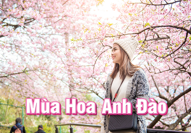 Tour mùa hoa anh đào