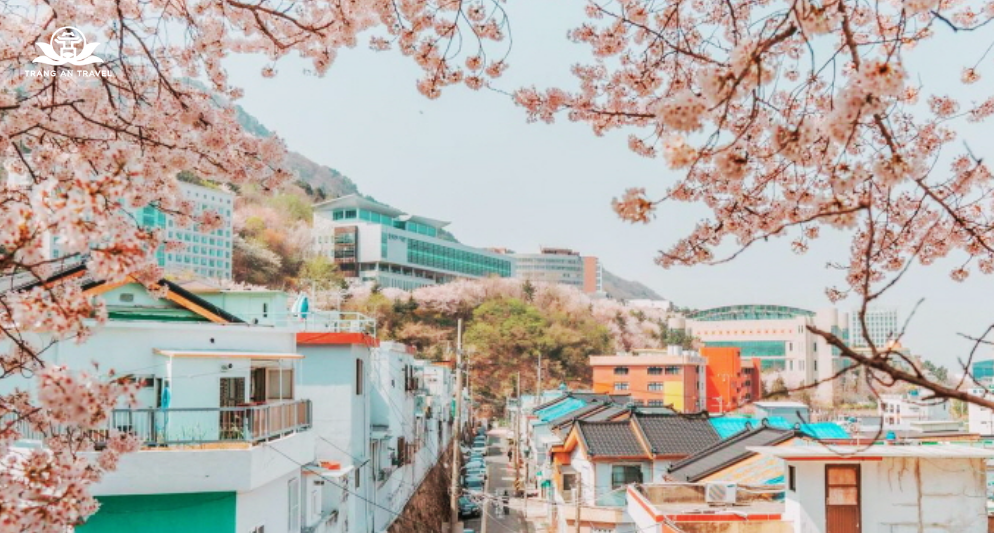 Đi tìm nơi ngắm hoa anh đào đẹp nhất Busan