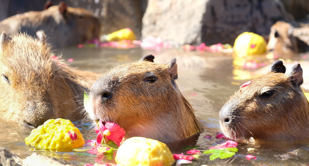 5 sở thú ngắm Capybara, “Bộ trưởng ngoại giao” trong thế giới động vật