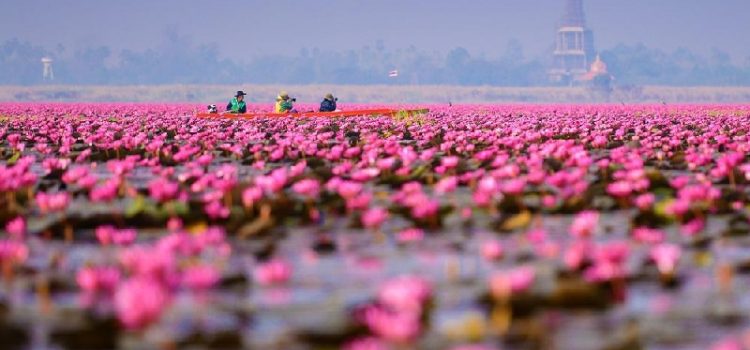 Hoa sen đỏ là một trong những biểu tượng rực rỡ của văn hóa Việt Nam. Nếu bạn yêu thích sắc đỏ của hoa sen, hãy cùng chúng tôi tìm hiểu những hình ảnh đẹp nhất về hoa sen đỏ.